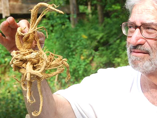 ginseng_hunt_2010_169.jpg