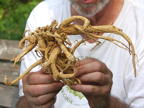 ginseng_hunt_2010_185.jpg