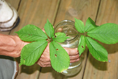 ginseng_leaf_harvest.jpg