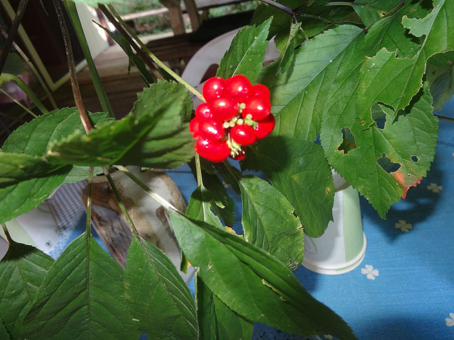 ginseng_hunt_2017-dsc00149.jpg