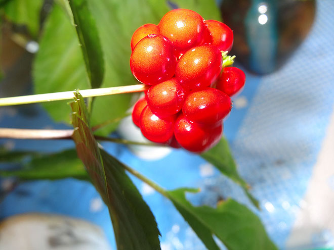 ginseng_hunt_2017-dsc00150.jpg