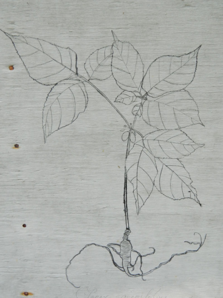 ginseng-illustration.jpg