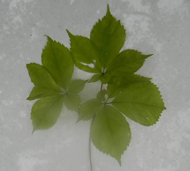 ginseng-leaf.jpg