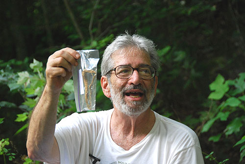 ginseng_root.jpg