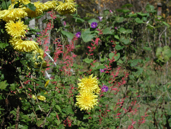 wildflowers.jpg