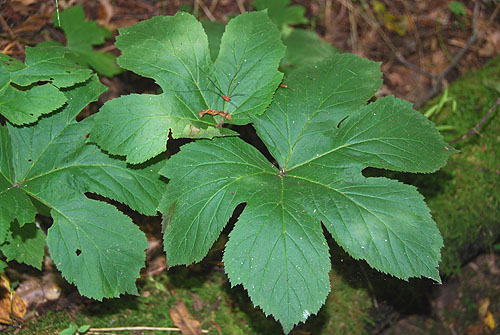 goldenseal_bed.jpg