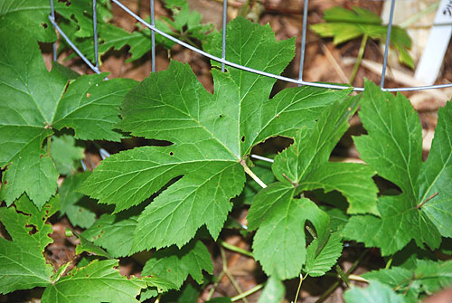 goldenseal_leaves.jpg