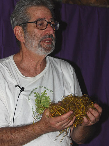 goldenseal_rhizomes_2010.jpg