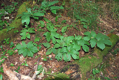 goldenseal_wild_simulated.jpg