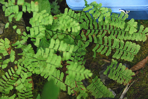 maidenhair_fern.jpg