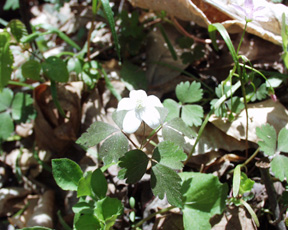 woodlandflower.jpg