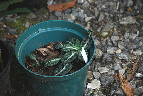 rattlesnake_plantain.jpg