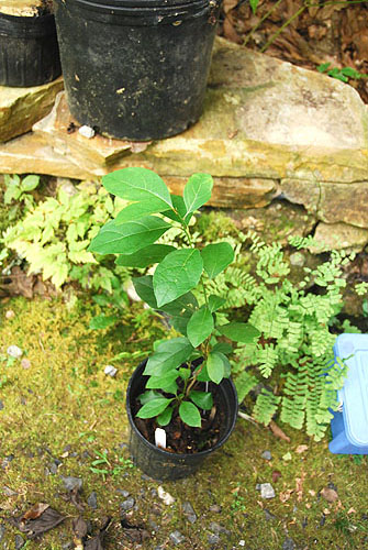 spice_bush_2010.jpg
