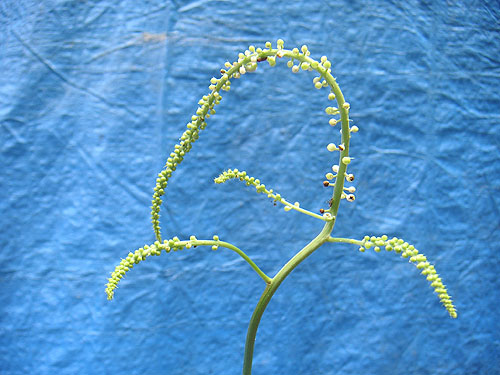 black_cohosh_seeds.jpg