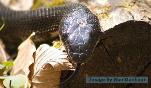 black_snake0002b.jpg