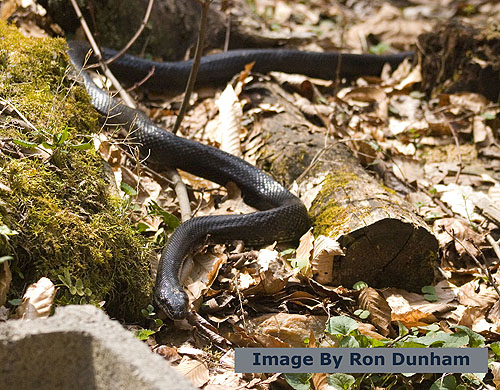 black_snake0005b.jpg