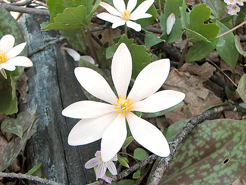 blood_root_lg.jpg