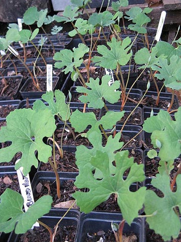 bloodroot.jpg