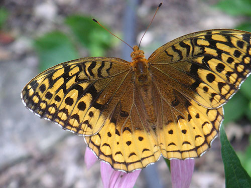 butterfly.jpg