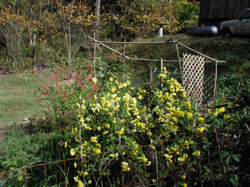chinesechrysanthemum.jpg