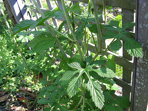 cascade_hops.jpg