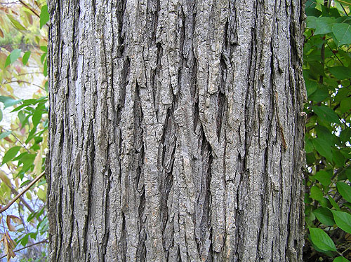 elmslipperybark.jpg