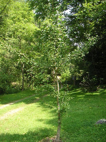 gingko_tree.jpg