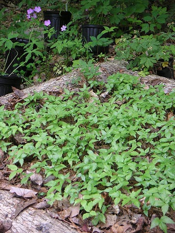 ginseng_bed.jpg