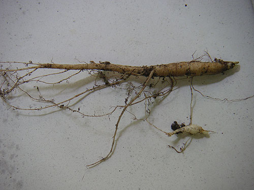 ginseng_root_first_year_2008.jpg