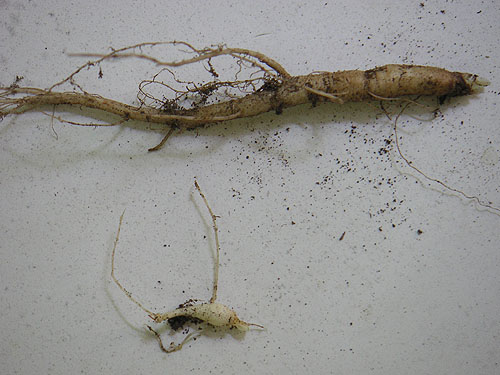 ginseng_roots_1st_year2008.jpg