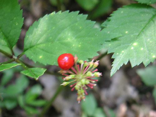 ginseng_seed_on_plant.jpg