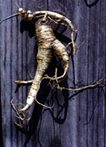 ginsengroot.jpg