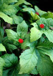 goldenseal.jpg