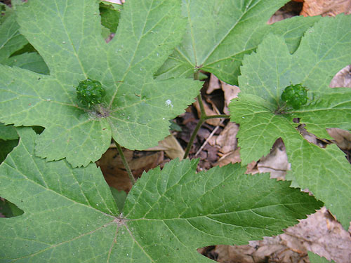 goldenseal_berries.jpg