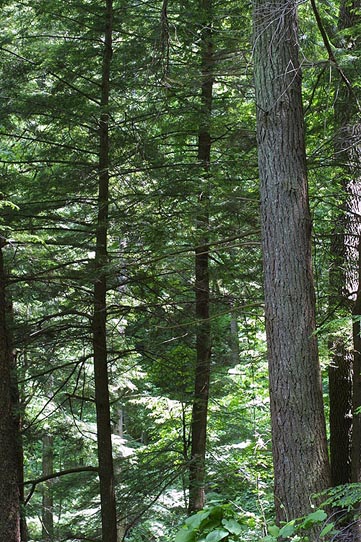 hemlock26283.jpg
