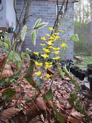 horny_goat_weed_flowers2.jpg