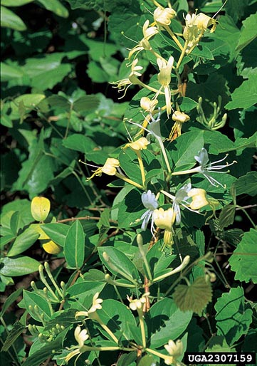 japanese_honeysuckle.jpg