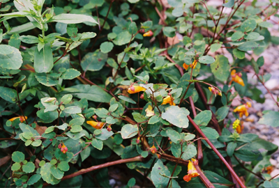 jewelweed.jpg