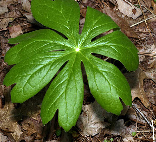 mayapple1.jpg