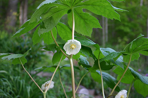 mayapple_3.jpg