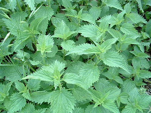 nettle.jpg
