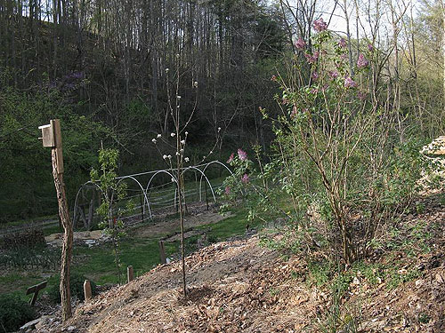 new_apple_tree.jpg