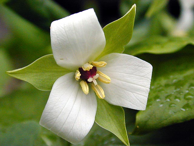 nodding_trillium_flower.jpg