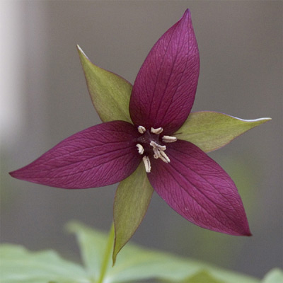 red_trillium.jpg