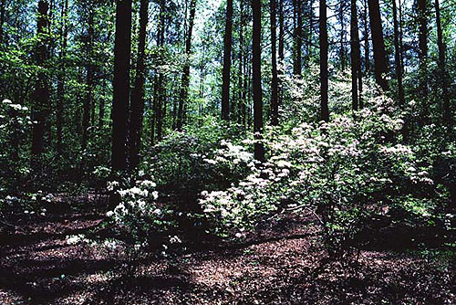 rhododendron_can200.jpg