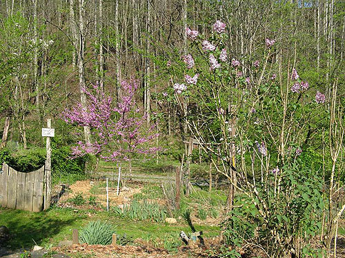 sunny_garden.jpg