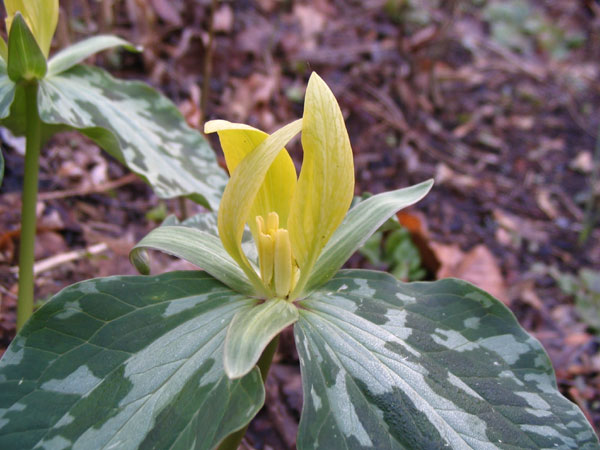 trillium_luteum1nn.jpg
