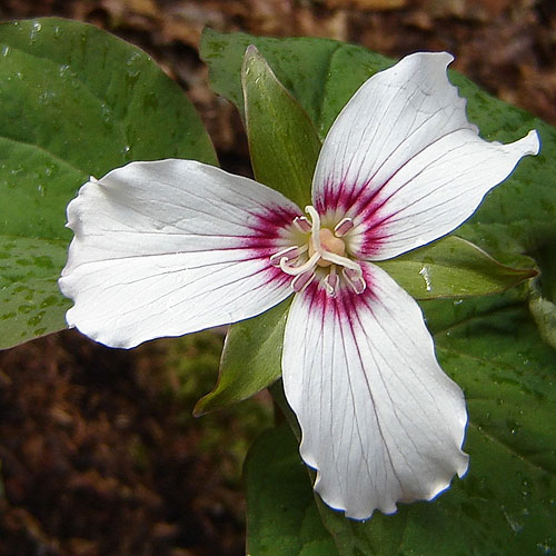 trillium_undulatum.jpg