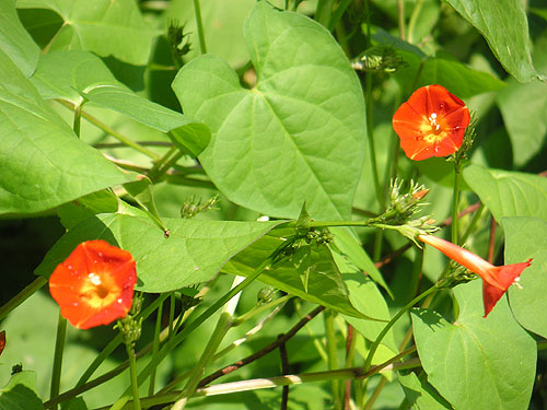 trumpet_vine.jpg