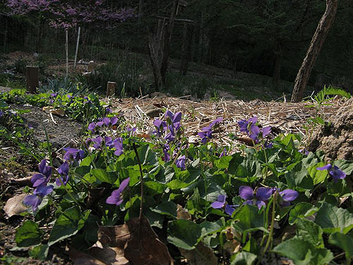 violets.jpg